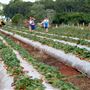 Shaylee Strawberry Farm