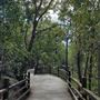 Toohey Forest - Toohey Ridge Track