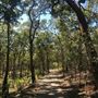 Bloodwood Track - Whites Hill Reserve