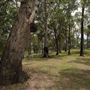 Mt Coot-tha Forest - Overview
