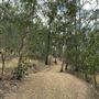 Mahogany Track - Mount Coot-tha Forest