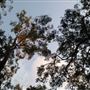 Mount Coot-tha Forest - Powerful Owl Trail