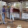 Dumbarton Cattle Station