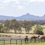 Summer Land Camel Farm