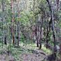 Hayes Property