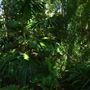 Mount Coot-tha Botanic Gardens - Australian Rainforest Track