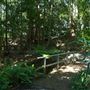 Mount Coot-tha Botanic Gardens - Australian Rainforest Track