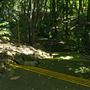 Mount Coot-tha Botanic Gardens - Australian Rainforest Track