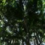 Mount Coot-tha Botanic Gardens - Australian Rainforest Track