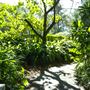 Mount Coot-tha Botanic Gardens - Australian Rainforest Track