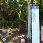 Mount Coot-tha Botanic Gardens - Australian Rainforest Track