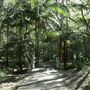 Cornubia Forest