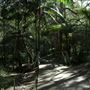 Cornubia Forest