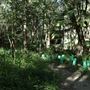 Cornubia Forest
