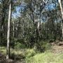 Cornubia Forest
