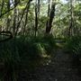 Venman Bushland