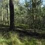Venman Bushland