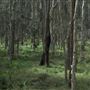 Boondall Wetlands