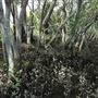 Curlew Park - Cabbage Tree Creek