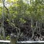 Nudgee Beach Wetlands Reserve