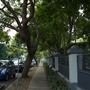 Newstead Streetscape