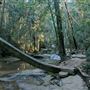Buderim Forest Park