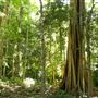 Property Mt Tamborine