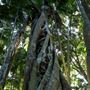 Jungle