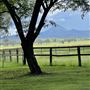 Allenview