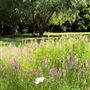 Tamborine Mountain Flower Farm