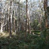 Gold Coast - Coombabah Paperbark Forest