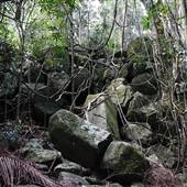 Jungle / Strangler Figs / Palm Grove / Rock Wall