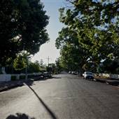 Tree-Lined Street