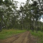 Dirt Road / Wilderness / Pastures