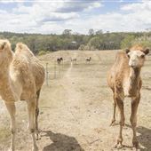 The Llama Farm