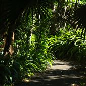 Mount Coot-tha Botanic Gardens - Australian Rainforest Track