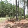 Coochin Creek - Pine Plantation / Qld State Forest