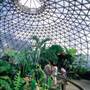 Mt Coot-tha Botanical Gardens