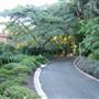 Mt Coot-tha Botanical Gardens