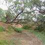 Longreach Landscape