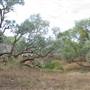 Longreach Landscape