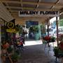 Maleny