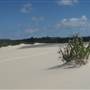 Mulgumpin (Moreton Island) - The Desert