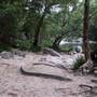 Mossman Gorge