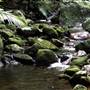 Mossman Gorge