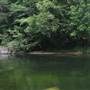 Mossman Gorge
