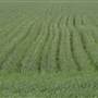 Wheat Fields