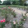Gold Coast Regional Botanic Gardens - Rosser Park