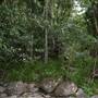 Silky Oaks Lodge - Mossman