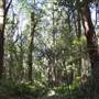 Springbrook National Park